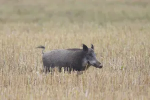 Stubble: Wild boar - sow fleeing over a stubble field - Sweden