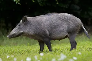 Boars: Wild Boar - sow - Germany