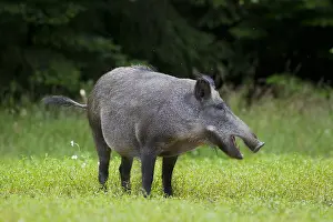 Boars: Wild Boar - sow - Germany