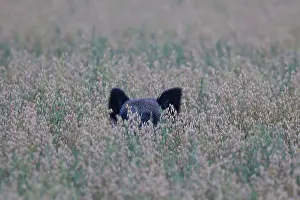 Boars: Wild boar sow in a grain field Sweden