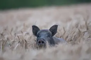 Boar: Wild Boar - sow in grain field - Sweden