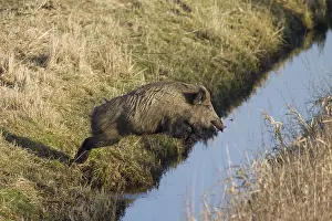 Scrofa: Wild Boar - sow jumping over a ditch - Germany