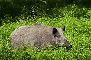 171017: Wild boar - sow in marsh - Germany