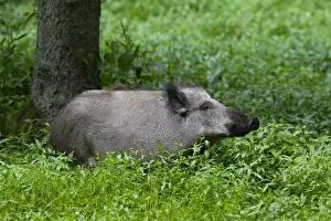 Boars: Wild boar - sow in marsh - Germany