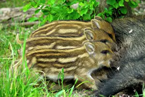 Sows: Wild boar - sow nursing young ones