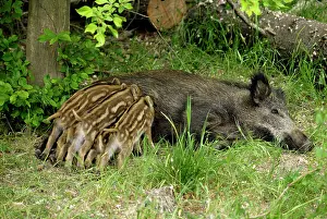 Sows: wild boar - sow nursing young ones