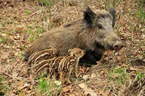Sows: wild boar - sow nursing young ones