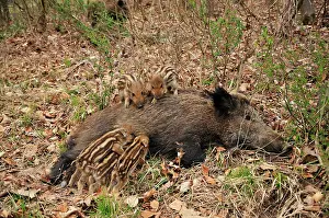 Sows: wild boar - sow nursing young ones