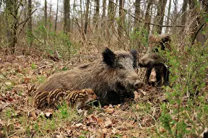 Sows: wild boar - sow nursing young ones