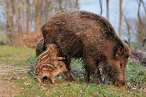 Sows: wild boar - sow nursing young ones