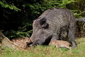 Piglets: Wild boar sow with piglet Germany