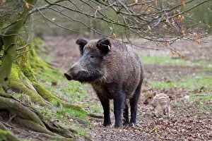 Boars: Wild boar sow with piglet Germany
