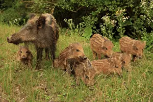 Sows: Wild Boar sow with piglets