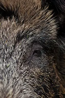 Scrofa: Wild boar sow - sow portrait - Germany