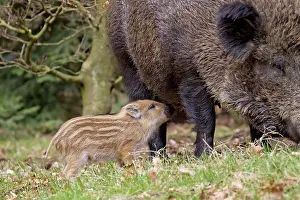 Boars: Wild Boar sow suckling piglet