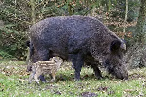 Boars: Wild Boar sow suckling piglet