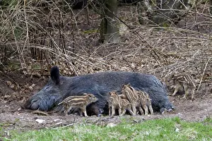 Boars: Wild Boar sow suckling piglets