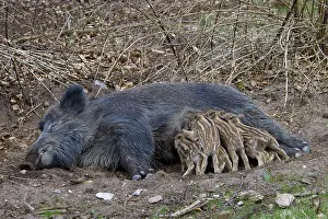 Boars: Wild Boar sow suckling piglets