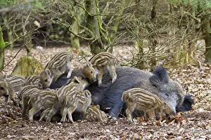 Boars: Wild Boar sow suckling piglets