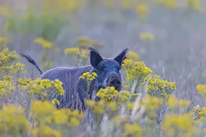 Boar: Wild Boar sow summer