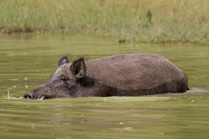 Wallowing: Wild Boar sow in water