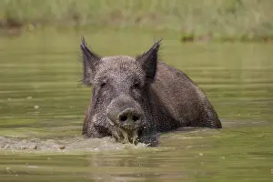 Wallowing: Wild Boar sow in water