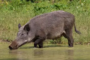 Wallowing: Wild Boar sow in water