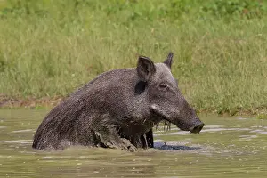 Wallowing: Wild Boar sow in water