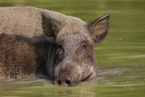 Wallowing: Wild Boar sow in water
