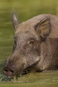 Wallowing: Wild Boar sow in water