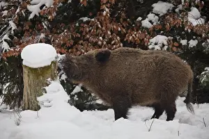 Boars: Wild boar - sow in winter - Germany