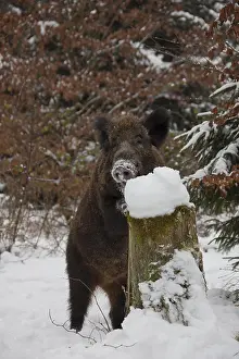 Boars: Wild boar - sow in winter - Germany