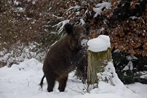 Boars: Wild boar - sow in winter - Germany