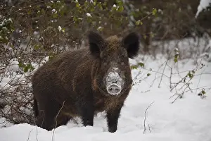 051118: Wild boar - sow in winter - Germany