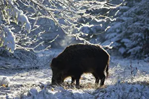 051118: Wild boar - sow in winter - Germany