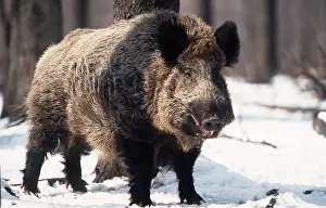 Boars: WILD BOAR - standing in snow