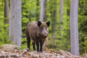 Boar: Wild boar (Sus scrofa), adults and piglets