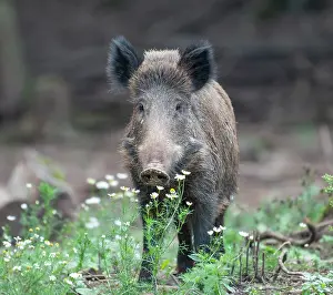 Scrofa: Wild boar (Sus scrofa), Bavaria, Germany, Europe