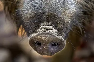 Boar: Wild boar (Sus scrofa) close up of snout in autumn forest in