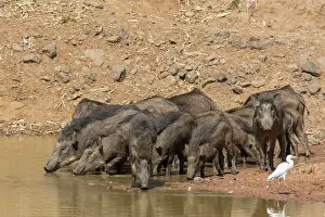 Boar: Wild boar (Sus scrofa cristatus), group drinking