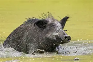 Boar: Wild boar (Sus scrofa) female wallowing in mud of pool in su