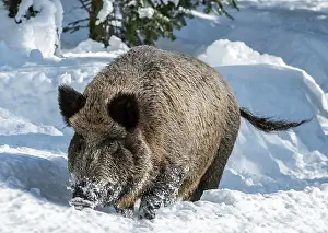 Scrofa: Wild boar (Sus scrofa) foraging in deep snow in