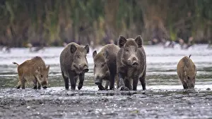 Boar: Wild boar (Sus scrofa), hunter's term for wild boar