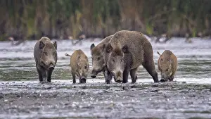 Boar: Wild boar (Sus scrofa), hunter's term for wild boar