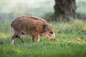 Suidae: Wild Boar (Sus scrofa) piglet foraging in the w