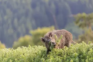 Boar: A wild boar (Sus scrofa) runs across a field of wild chamomile (Matricaria chamomilla)