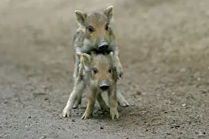 Boars: Two Wild Boar (Sus scrofa) shoats playing, Daun
