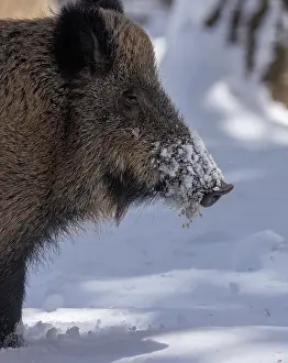 Scrofa: Wild boar, Sus scrofa, in the snow. Pyrenees