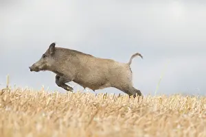 Stubble: Wild Boar, Sus scrofa, sow fleeing over a stubble