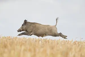 Stubble: Wild Boar, Sus scrofa, sow fleeing over a stubble
